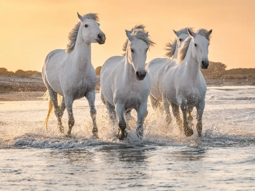 Camargue