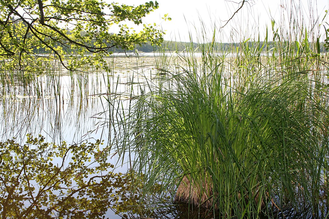 Müritz Ulusal Parkı (Mecklenburg-Vorpommern)