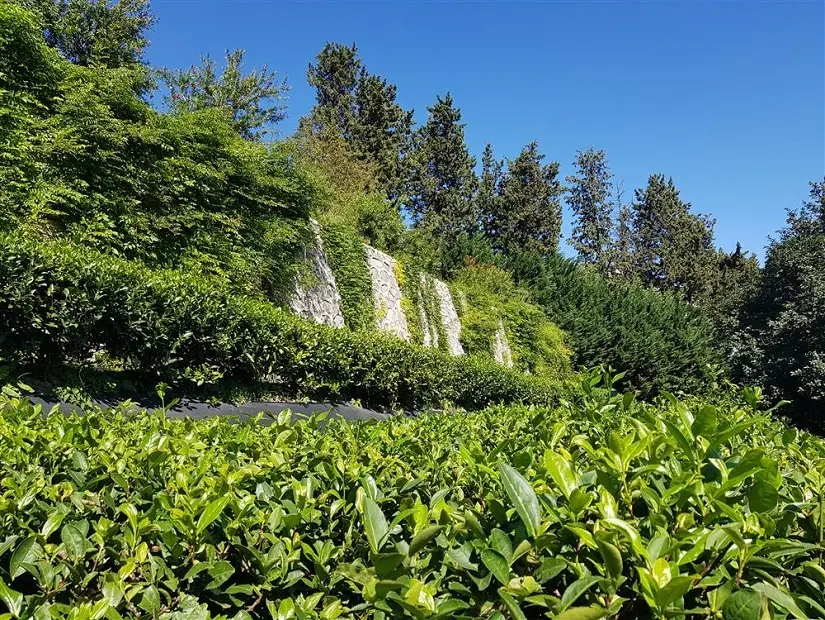 Rize Botanik Çay Bahçeleri