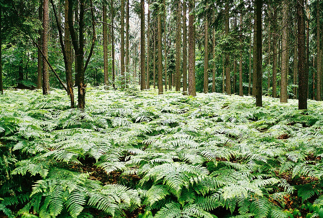 Sakson İsviçre Ulusal Parkı