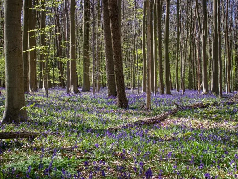 Hallerbos Ormanı - Halle