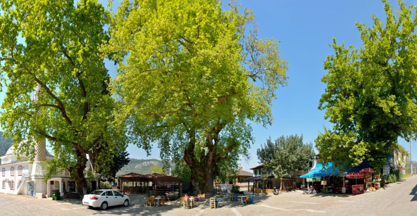 Anıt Çınar Ağacı