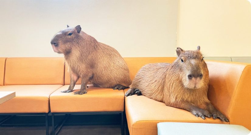 Tokyo’da Capybara Cafe Deneyimi